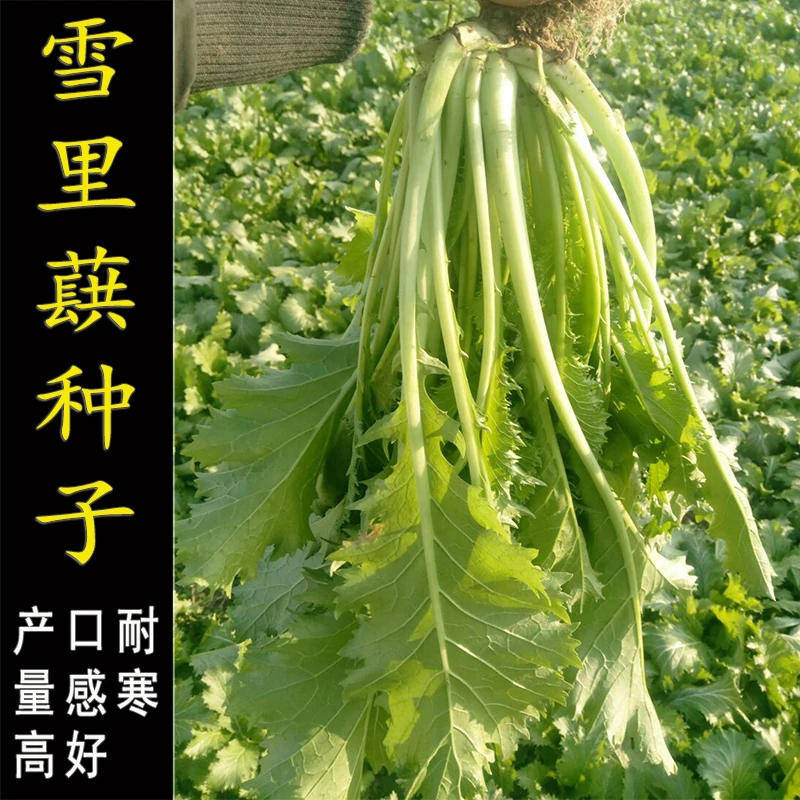 雪里红种子九头鸟雪里蕻雪菜芥菜苋菜高产春秋蔬菜种籽耐寒四季