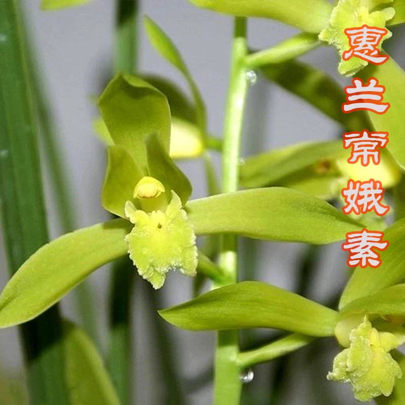 翻盆福利兰花惠兰常娥素，花高花香，春天开花3—5月