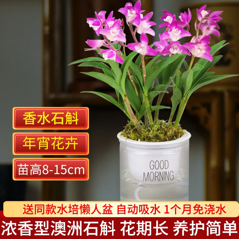 带超多花苞送懒人盆香水石斛兰花苗浓香