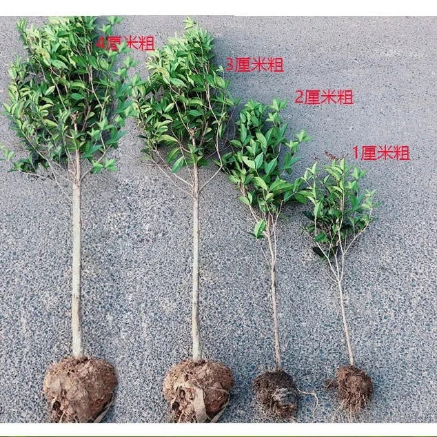 桂花树苗金桂丹桂四季桂花适合庭院阳台花盆种四季常青原生八月桂