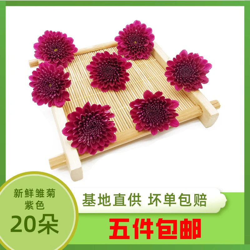 新鲜纽扣菊紫色 20g 雏菊彩菊乒乓菊 冷意酒店西餐烘焙摆盘装饰