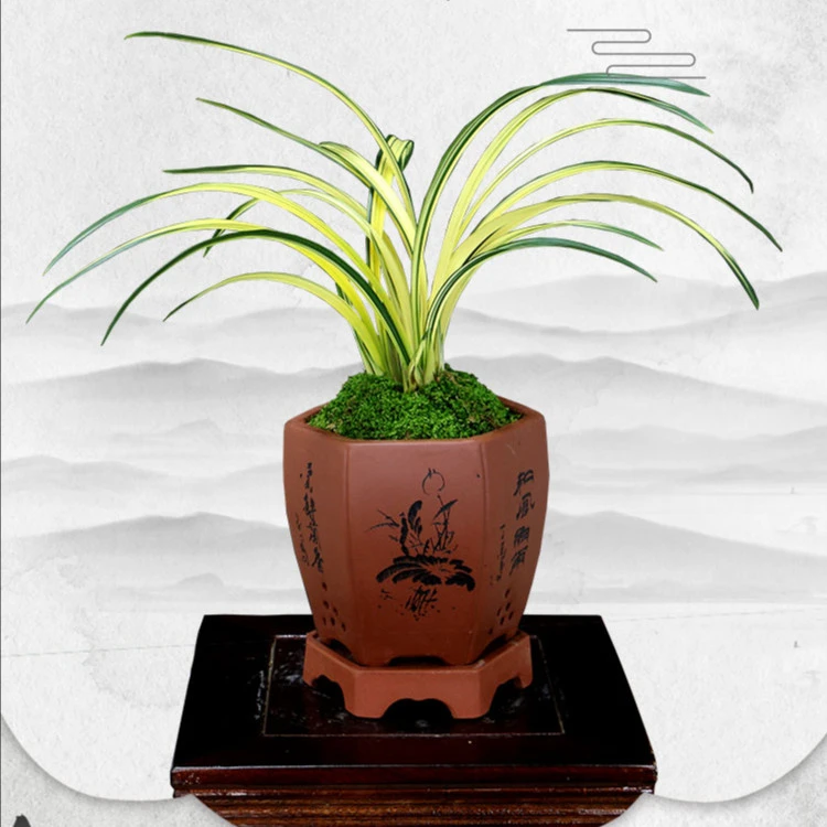 名贵墨兰铭品兰阳之松中透艺兰草【浓香型 花期：春节前后】
