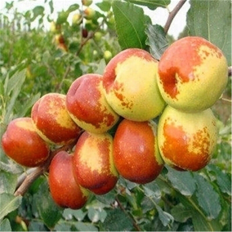 枣树树苗果树苗木果苗地栽南方北方种植枣子树苗嫁接枣树苗