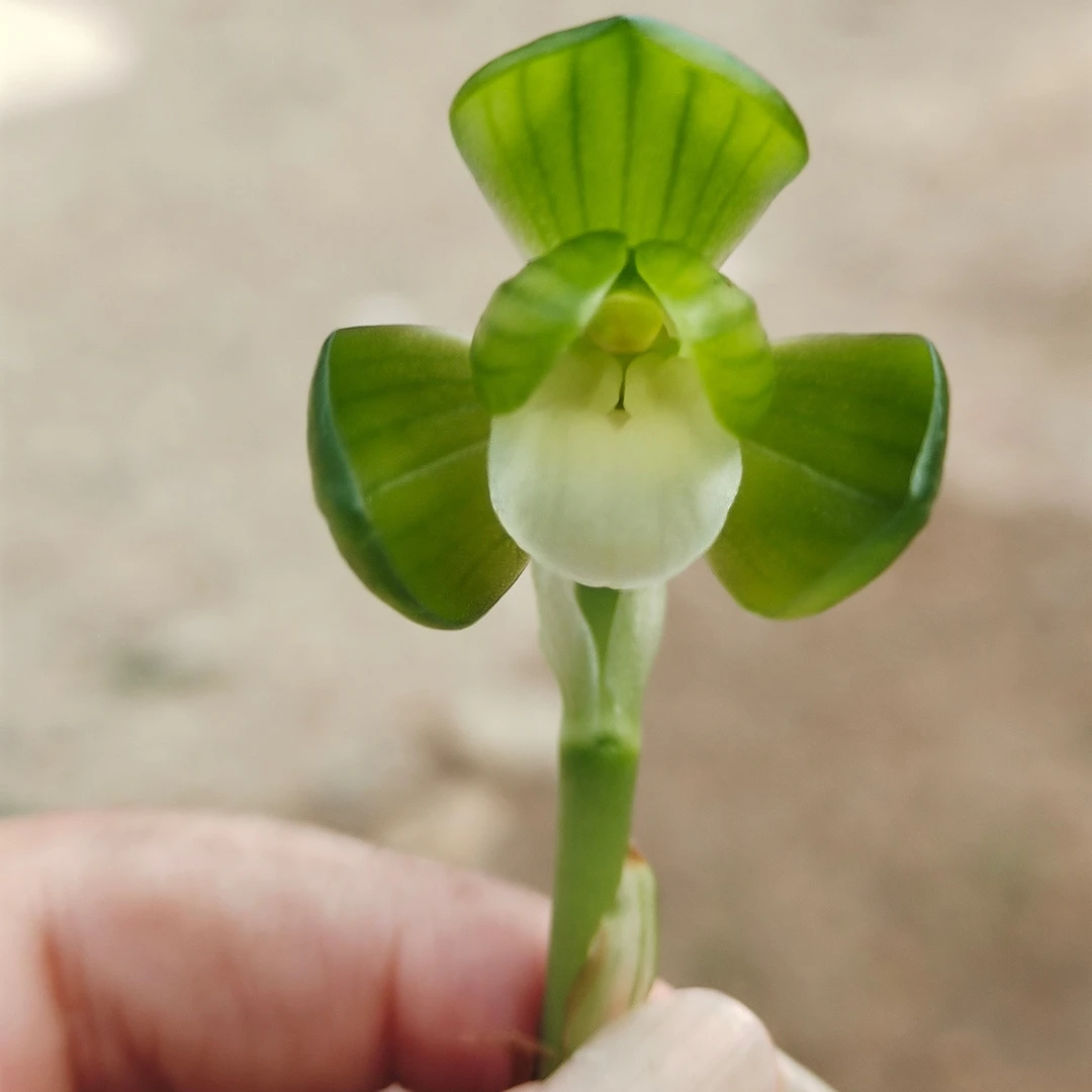 兰花苗春兰一休名品素荷老种素花浓香植物品种终身保证
