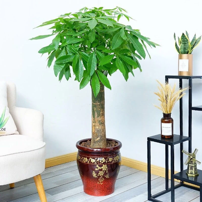 大发财树盆栽大客厅观叶大型植物绿植办公室开业乔迁送礼净化空气