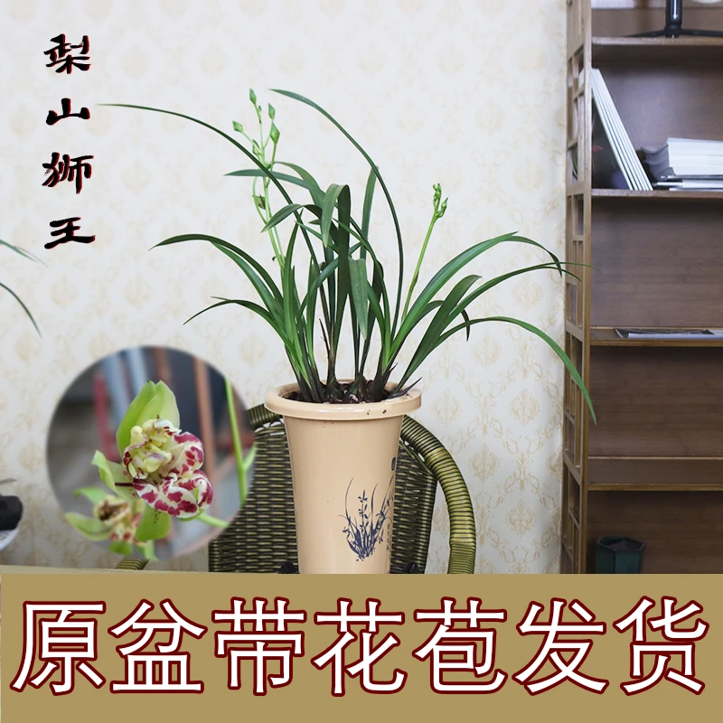 建兰奇花 梨山狮王（7月—11月1日带花苞） 室内绿植盆栽