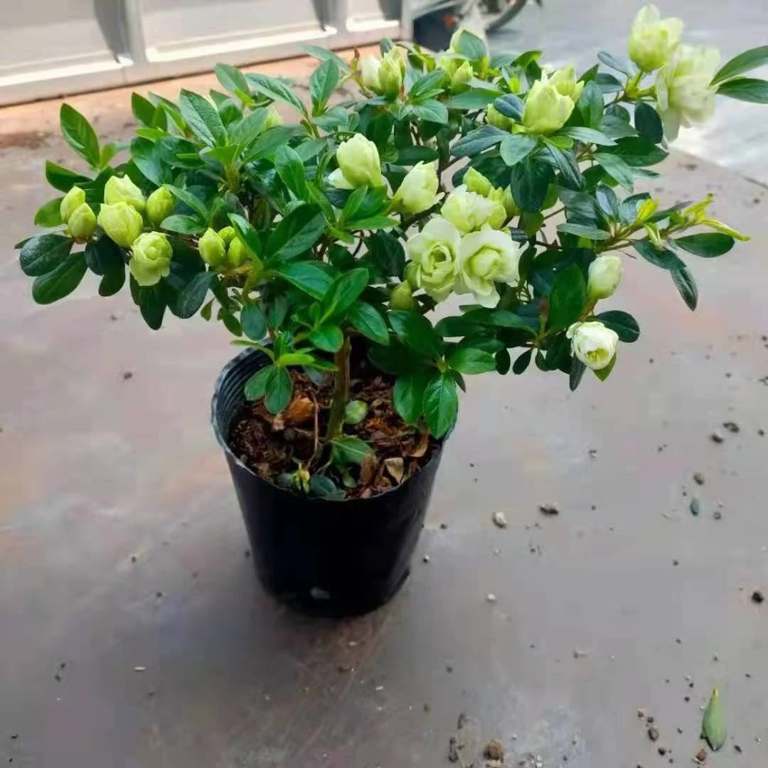 稀有品种绿色光辉杜鹃花室内室外易养活耐寒耐热四季开花不断