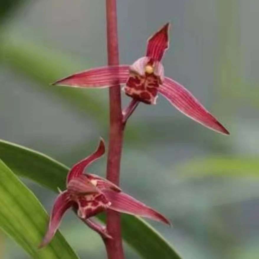 墨兰红太阳年宵花浓香型春节开花新芽带朱金艺兰花苗绿植