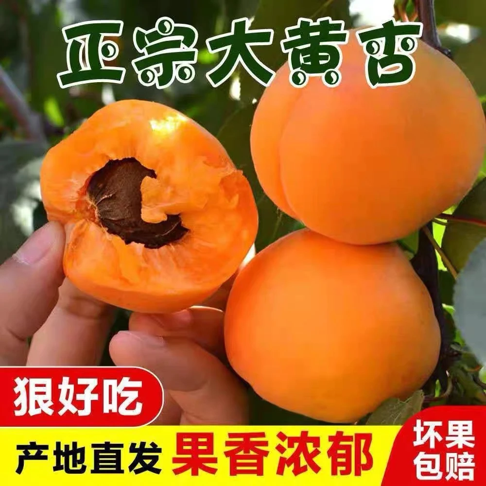 山东金太阳大黄杏5斤高山露天种植树上熟现摘酸甜可口孕妇水果