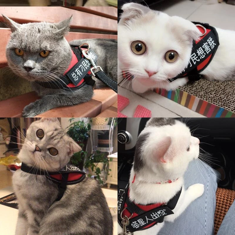 大小牵引绳防挣脱专用溜猫绳栓猫产品背心式背带项圈小猫绳子猫链