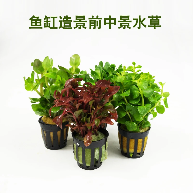 新手鱼缸造景水草前中景草有茎类水草鱼缸造景装饰水草活体真水草