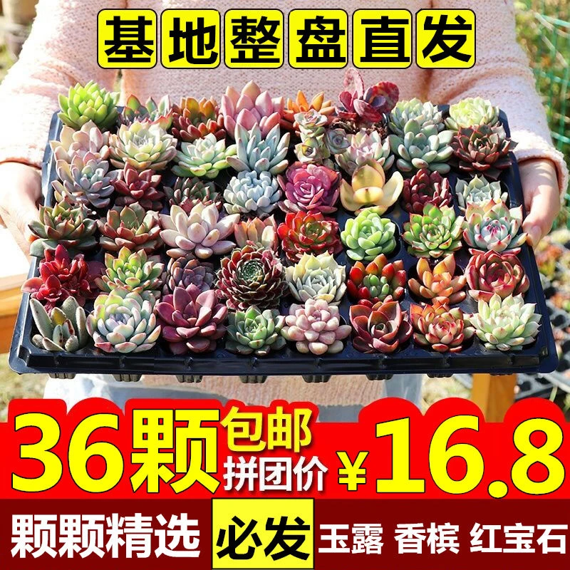 多肉 多肉植物批发 组合 豪华套餐桃蛋 玉露 红宝石 绿植花卉园艺