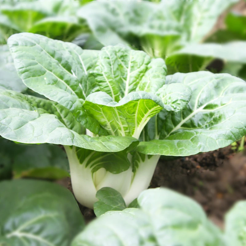 【店长推荐】奶油白菜种子农家菜园阳台菜园蔬菜籽