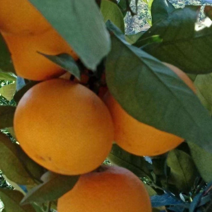 甜过初恋的自家果园鹿寨蜜橙礼盒8-9斤1箱