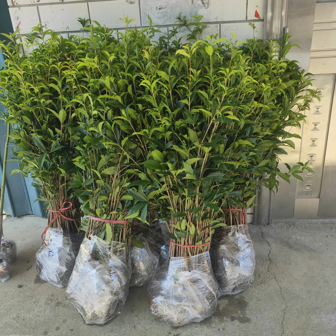 耐寒原生扦插苗，八月金桂