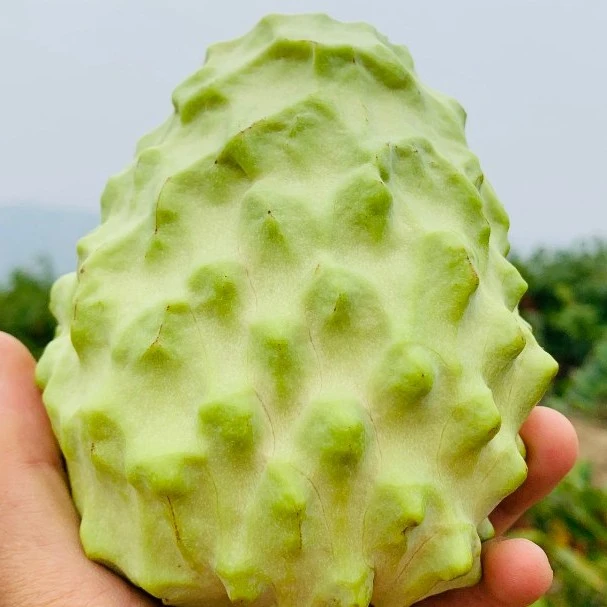 云南元江凤梨释迦果新鲜现摘水果牛奶凤梨释迦果番荔枝5斤装包邮