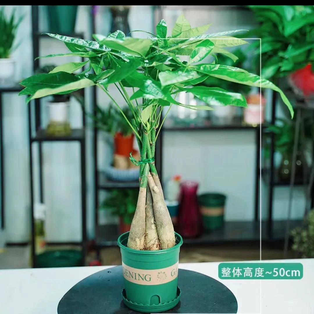 辫子发财树造型发财树办公室客厅四季长青美观前台植物叶片办公桌