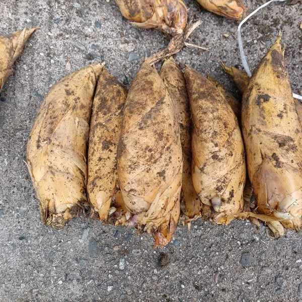 湖南炎陵现挖新鲜黄泥冬笋春笋楠竹笋