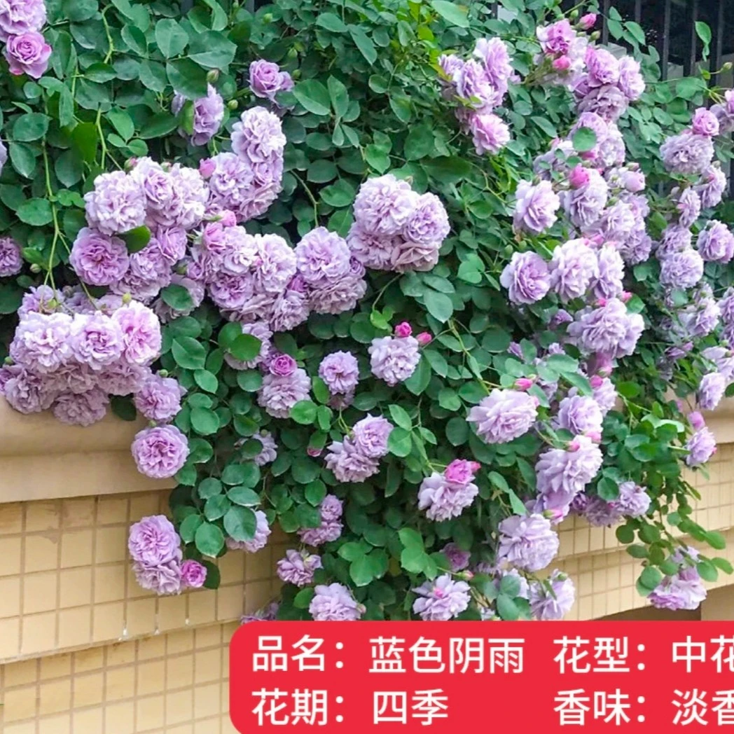 蓝色阴雨】藤本月季花苗庭院爬藤植物浓香型四季开花卉蔷薇玫瑰花