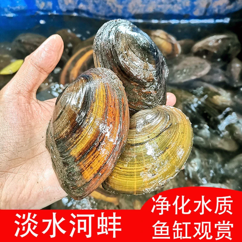 四川自贡淡水河蚌稻田贝壳可食用观赏河蚌