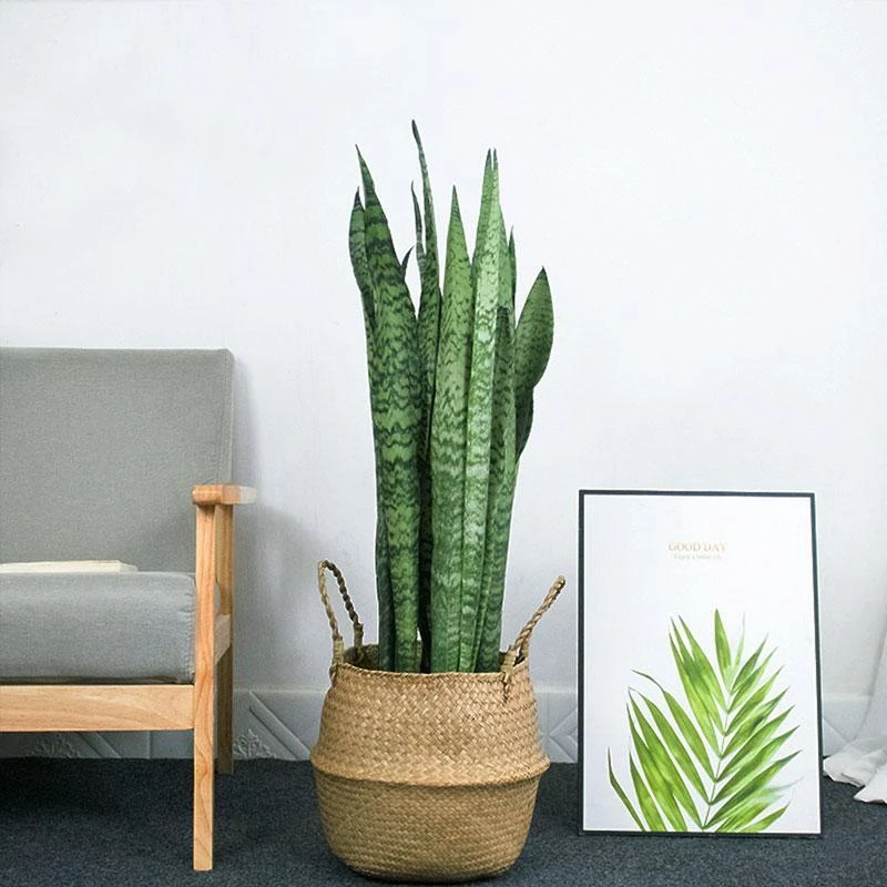 银脉虎皮兰盆栽办公室内客厅绿植净化空气吸甲醛盆栽好养四季常青