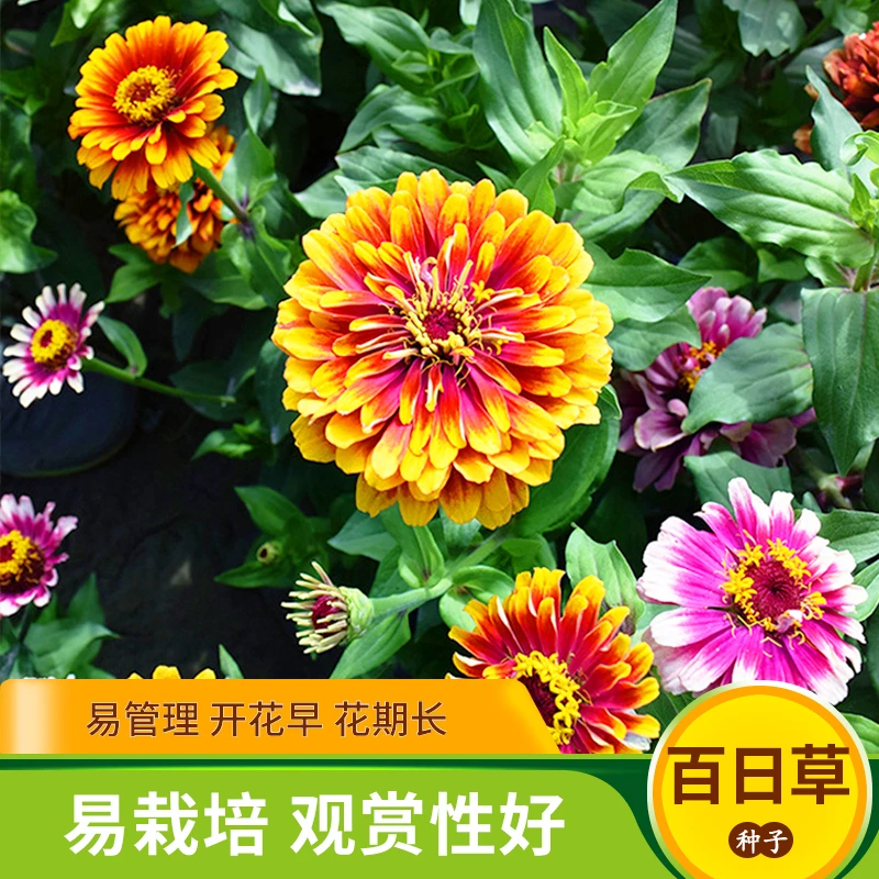 百日草种子混色千日红步步高矮杆重瓣繁花系列四季耐寒花卉籽盆栽