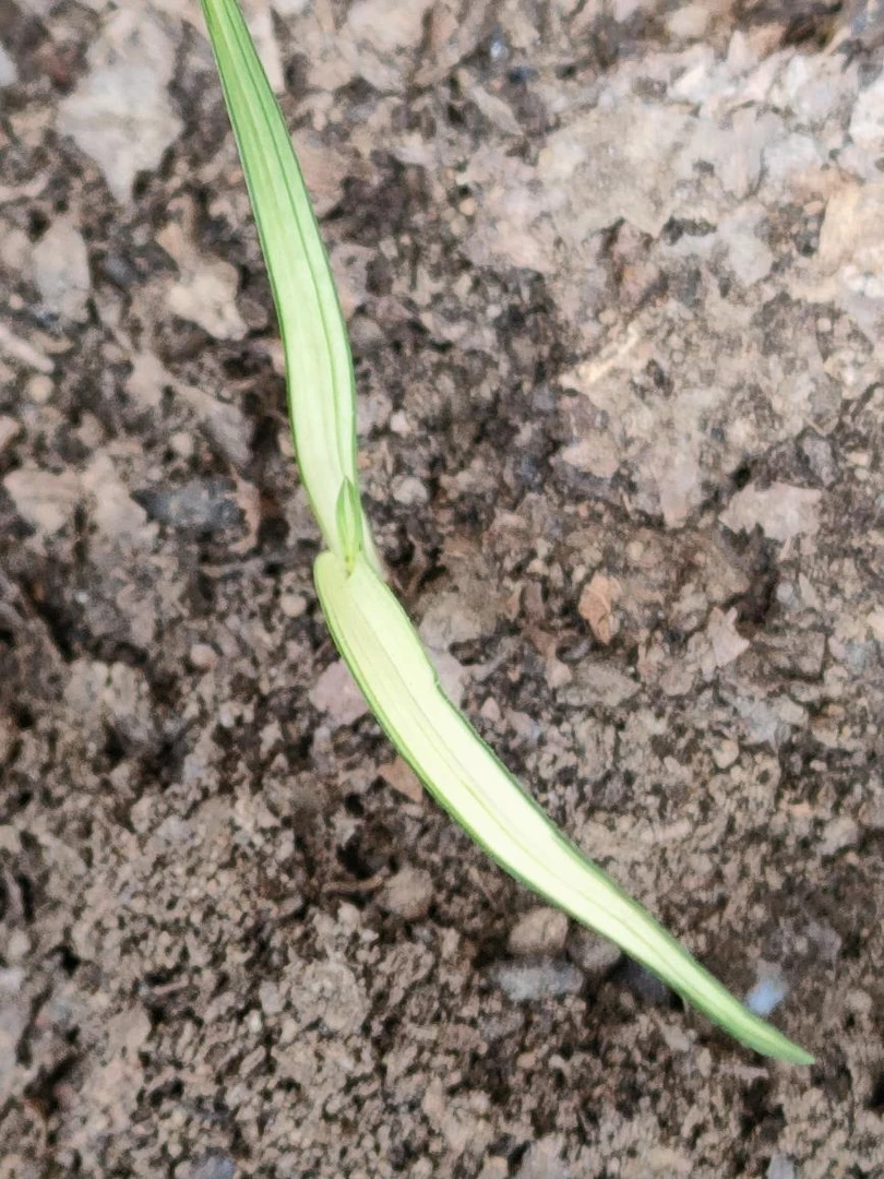 春兰小中透单苗小草