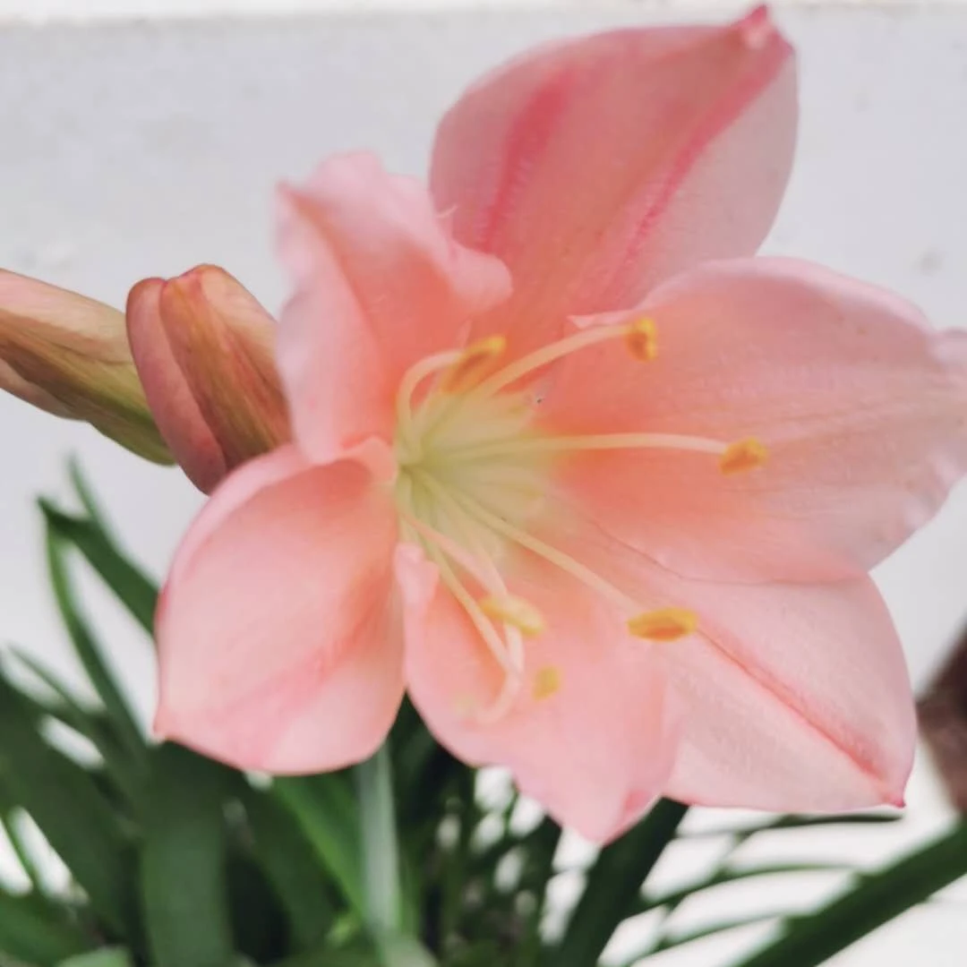 粉色紫根兰 植物花卉石蒜科红花垂筒花开花球乔治百合