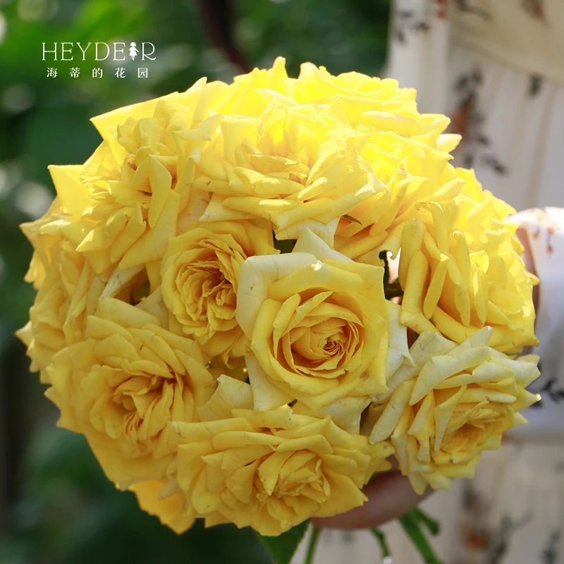 海蒂的花园黄色月季卡特道尔重瓣淡香阳台庭院花卉美观植物盆栽苗