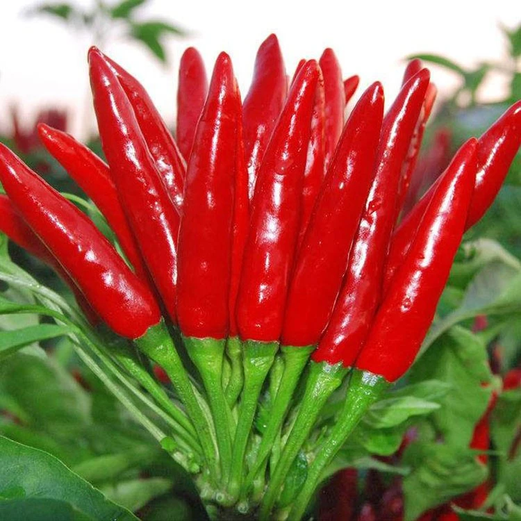 变色多彩朝天椒黑辣椒黄辣椒白辣椒紫红尖椒种子四季蔬菜种子种孑