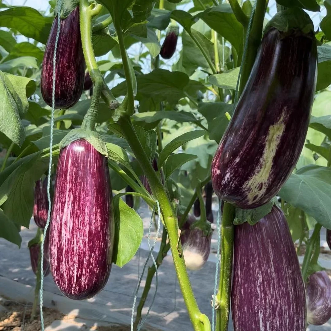 花衣仙子花皮茄子种子花长茄种子四季种植蔬菜种子