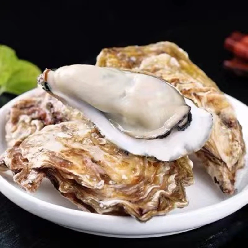 【活鲜】精品生蚝 海蛎子 5斤-10斤箱（可选择）鲜嫩脆爽锁鲜产地直发