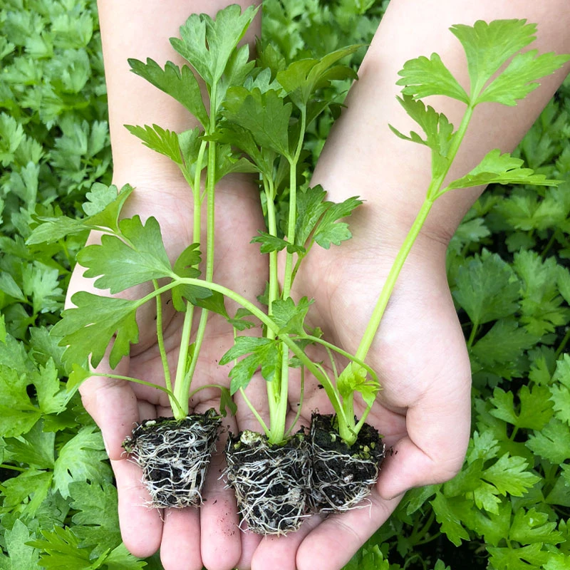 四季芹菜苗幼苗纤维少口感脆嫩大田庭院阳台盆栽天然无公害蔬菜
