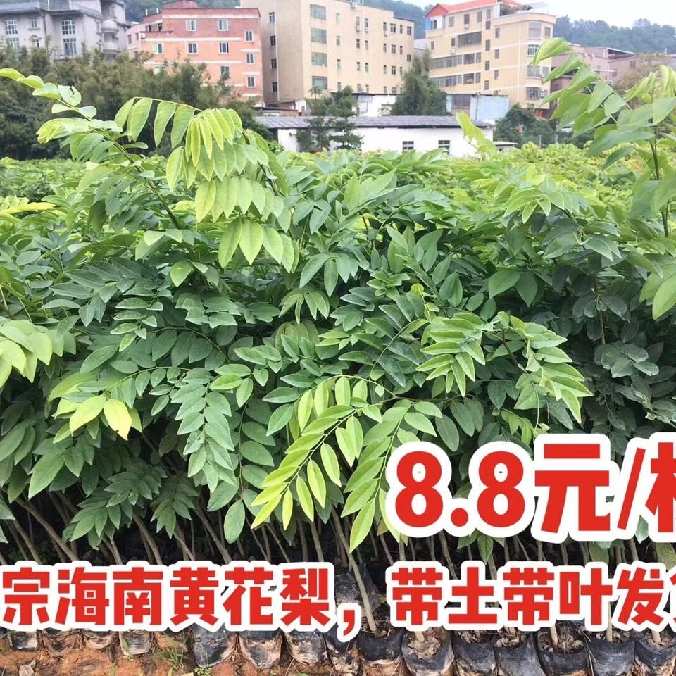 海南黄花梨树苗珍贵植物黄花梨苗庭院名贵苗木降香黄檀
