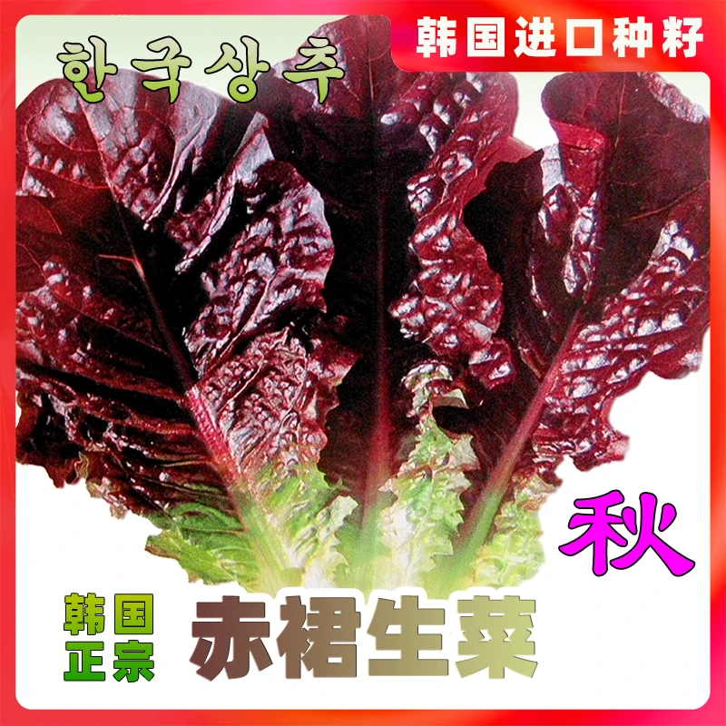 生菜种子籽赤裙红紫色大叶包饭菜沙拉四季盆栽农家观赏生吃蔬莱孑