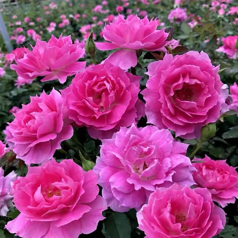 天方夜潭（雅奇花园）玫瑰月季浓香大花盆栽月季花多季开花180大盆