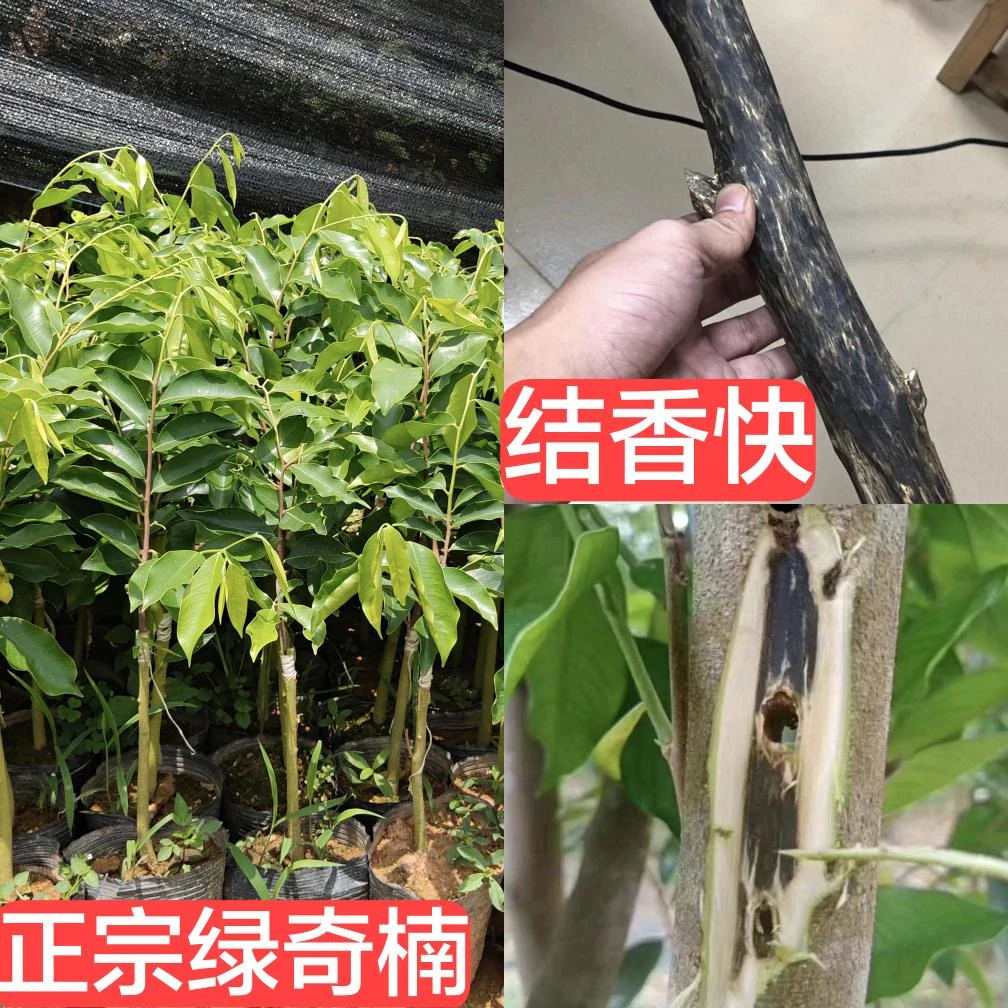 优质健康小苗，30-50公分