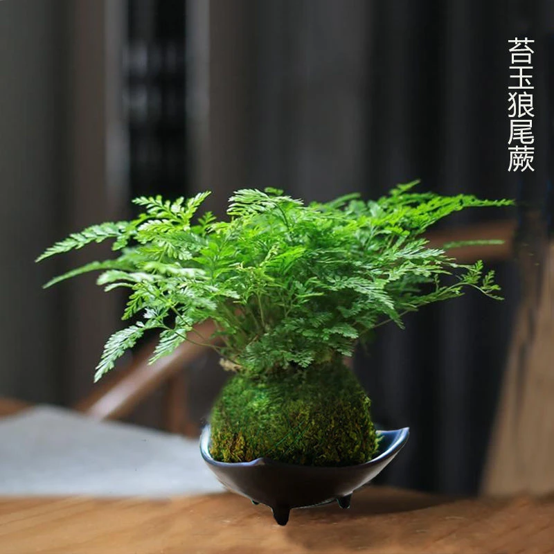 狼尾蕨苔藓球水培植物室内绿盆栽夏季客厅保温四季办公室茶室植