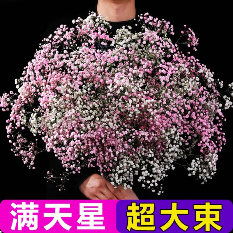 满天星干花花束超大束永生花家居摆设云南鲜花真花网红小清新摆件