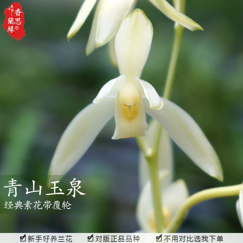 香思兰缘建兰青山玉泉兰花苗绿覆轮经典素心浓香盆栽花卉阳台绿植