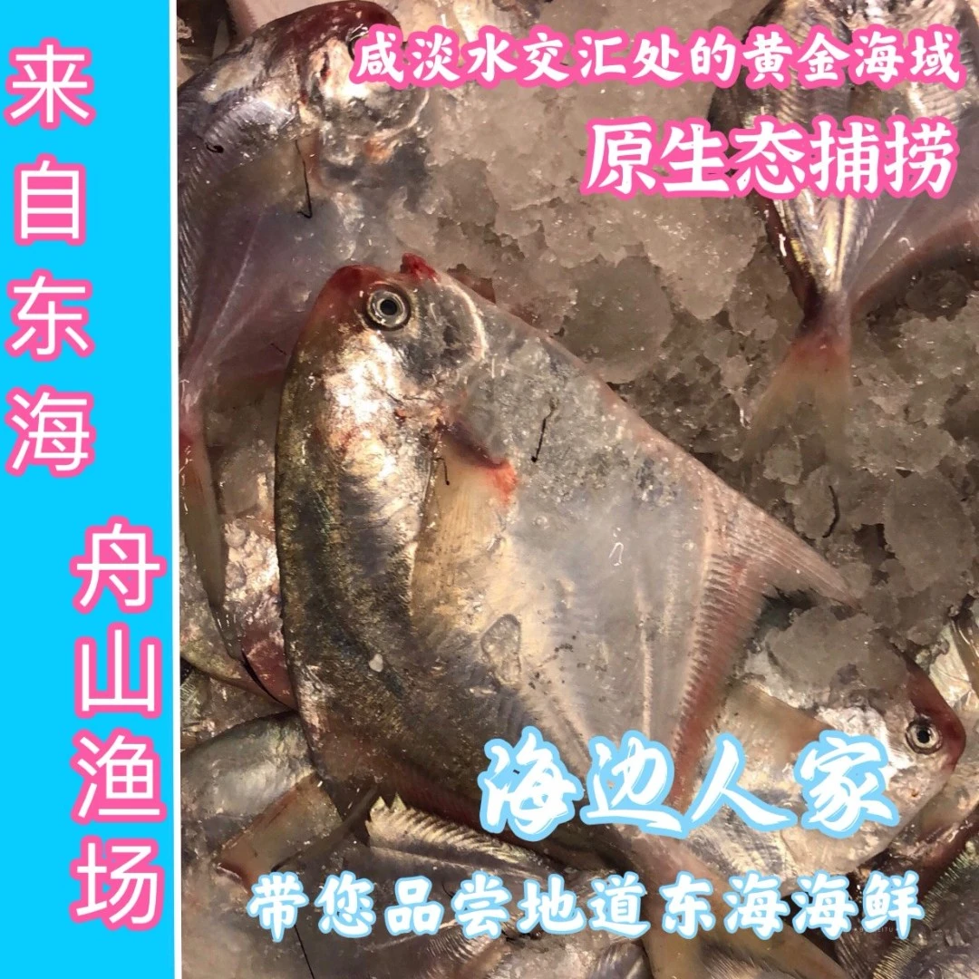【海边人家】浙江舟山5-7两/条银鲳鱼白昌鲳(顺丰京东直达）