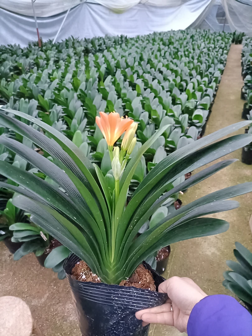 开花君子兰房间居室阳台办公室窗台植物绿植盆栽