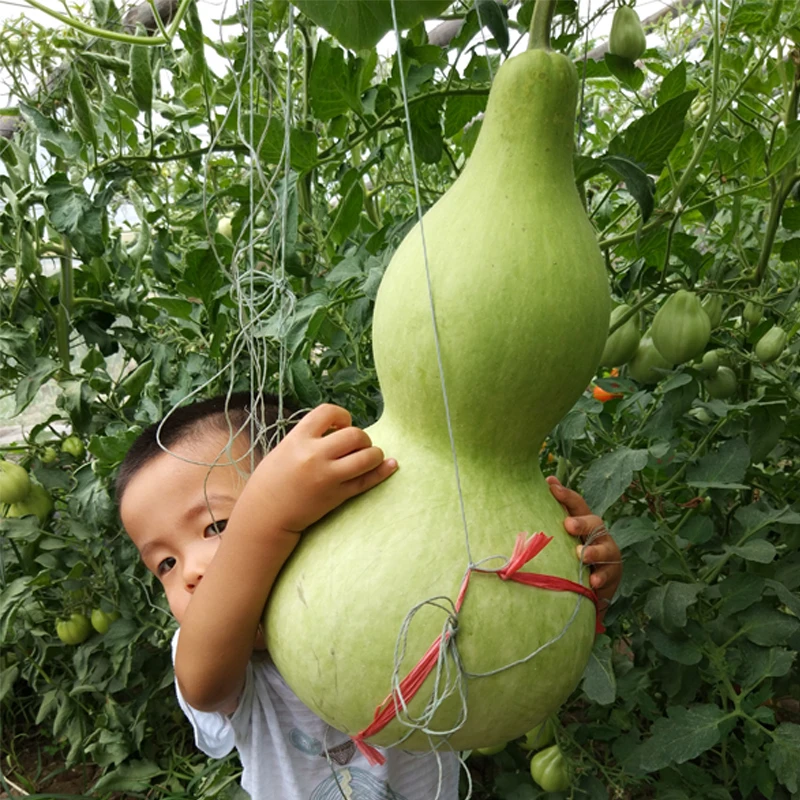 特大葫芦种子莲花头巨型葫芦种籽庭院观赏易种植四季手捻葫芦种孑
