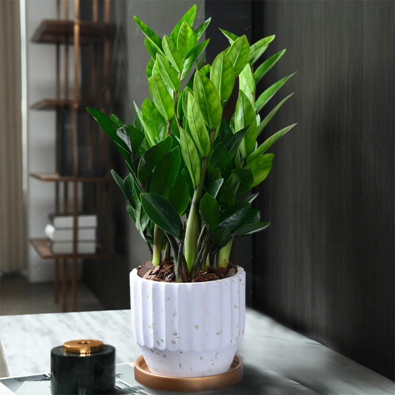 金钱树盆栽植物室内钱串子招财客厅办公室绿植花卉四季常青发财树