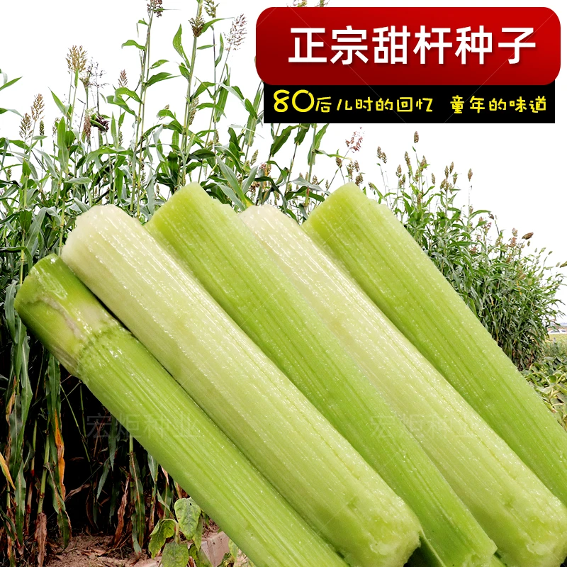 甜柑高粱杆北方甘蔗种籽甜高粱杆种籽 甜高粱杆种籽 甜杆小甘四季