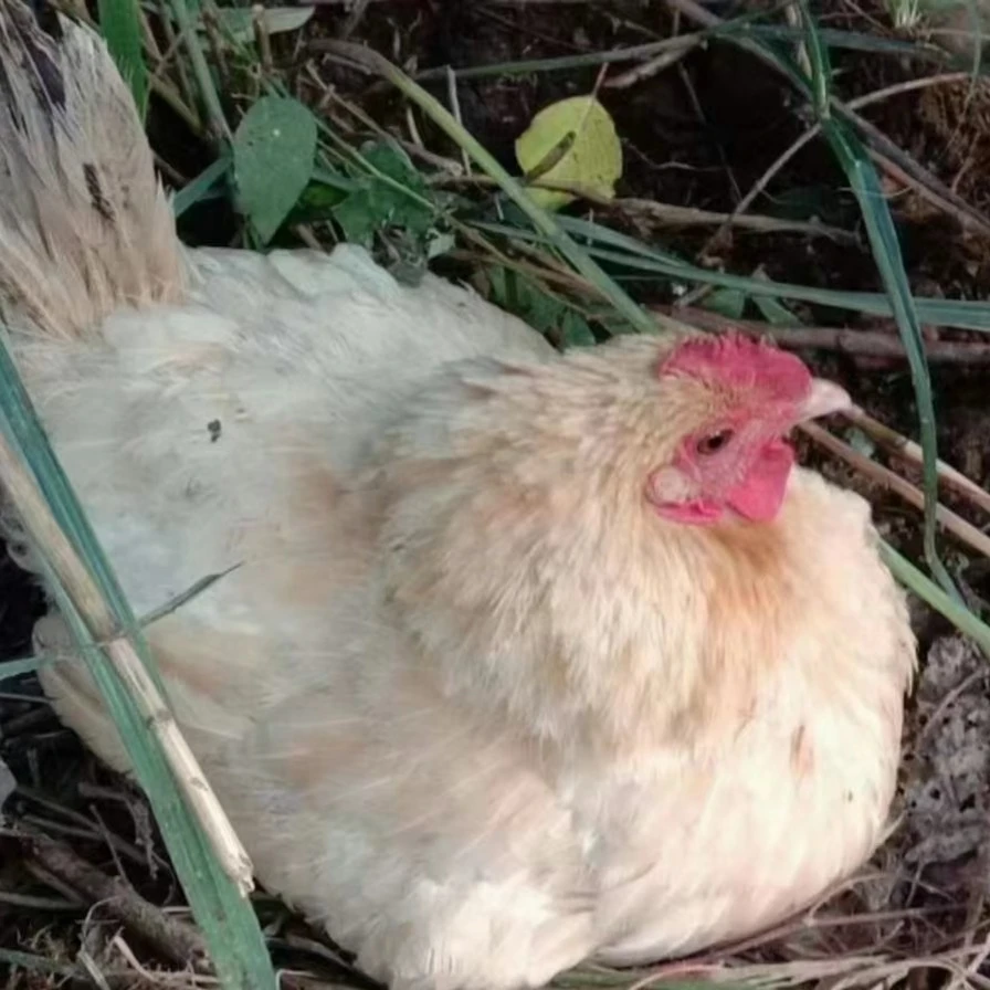 陕北佳县老母鸡一只88