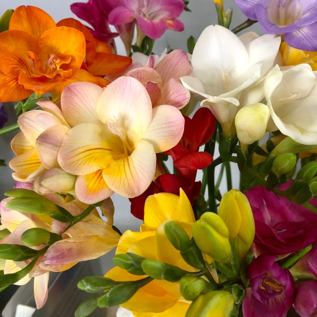 【中长枝 香雪兰】鲜切花  轻微掉苞属正常 清香怡人