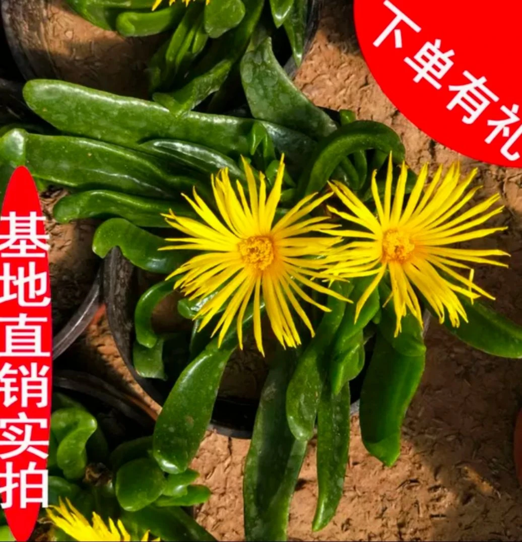 佛手托金多肉植物