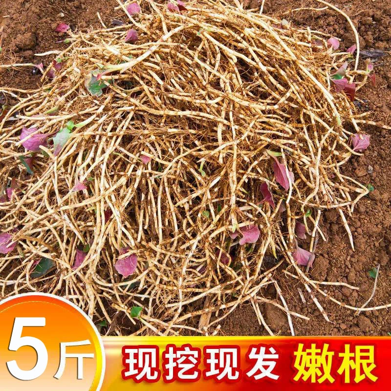 鱼腥草新鲜折耳根现挖贵州特产节节根四川折耳根农家凉拌菜5斤