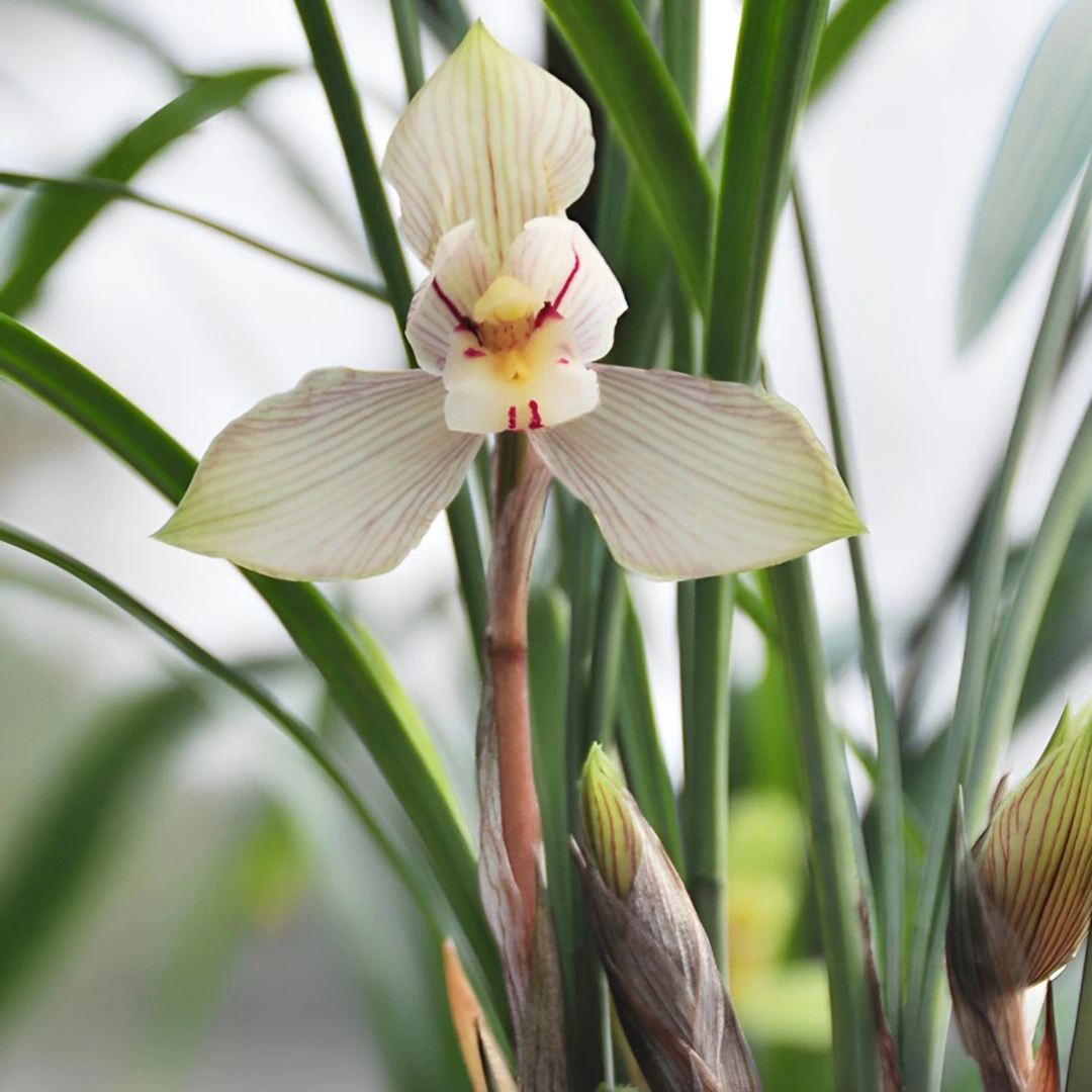 春兰【茗品】翼荷鼎